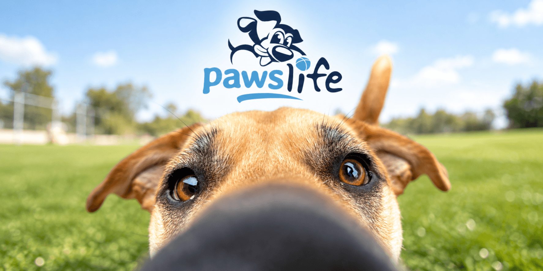 Close-up of a dog's face with a grassy background and a logo above