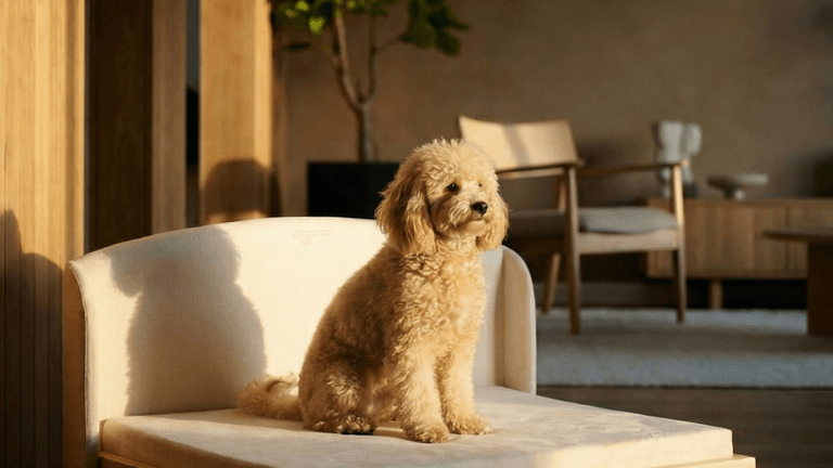 Stylish dog resting on the Haven Bed by Mafé Pets, showcasing the blend of beauty, comfort, and functionality in pet products.