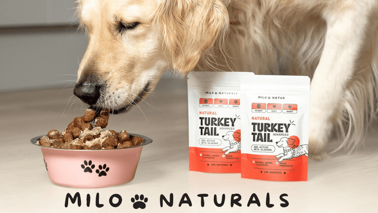Matthew, founder of Milo Naturals, promoting natural Turkey Tail mushroom supplements to improve dog health and immunity.