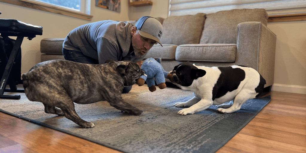 A person plays tug-of-war with two dogs over a stuffed toy in a living room
