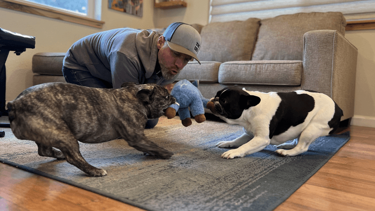 A person plays tug-of-war with two dogs over a stuffed toy in a living room