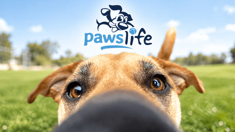 Close-up of a dog's face with a grassy background and a logo above