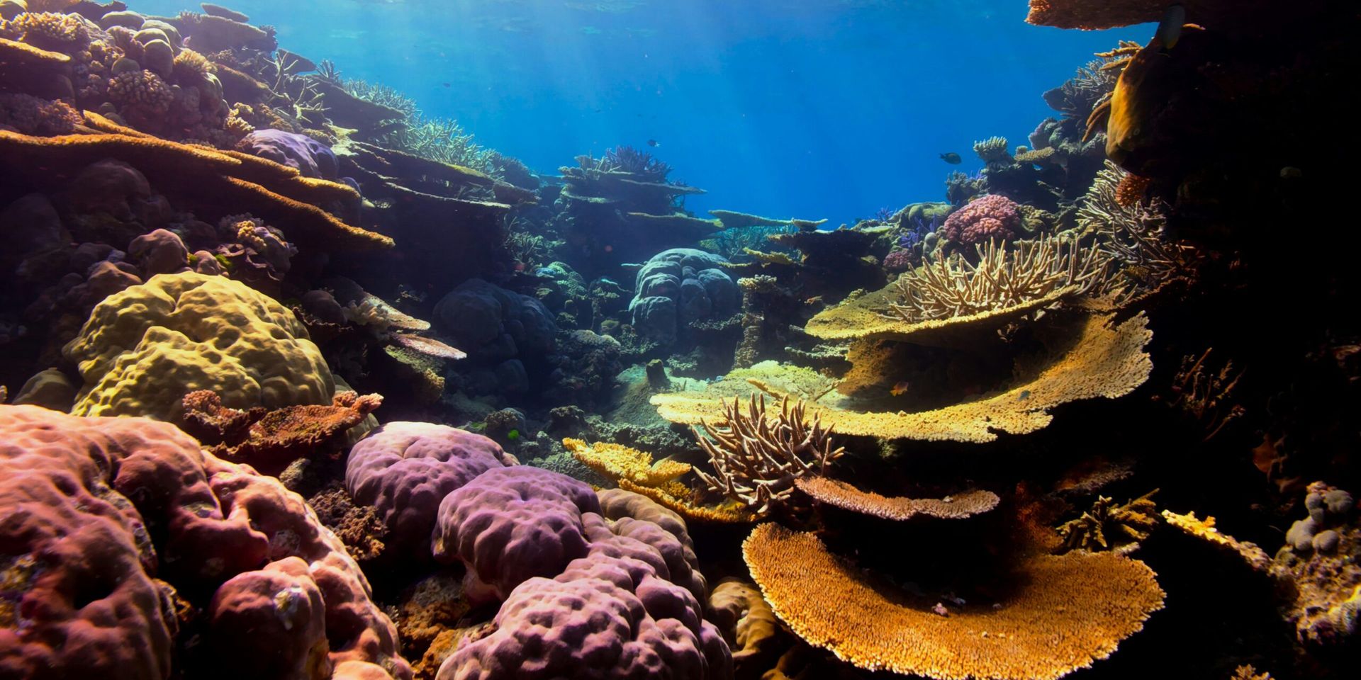 National Parks Receive Major Coral Conservation Support