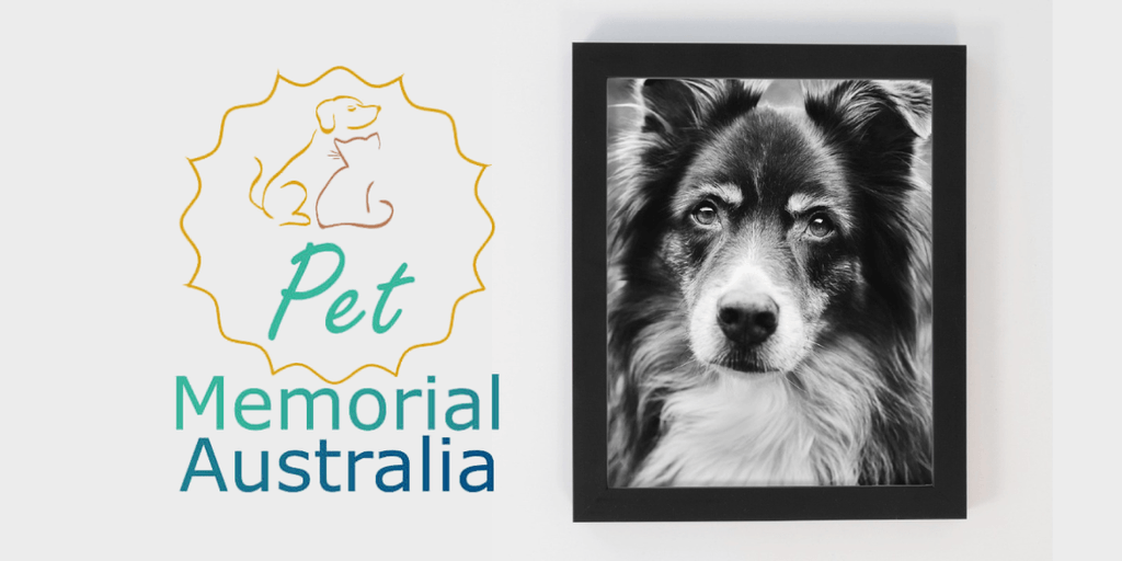 Pet Memorial Australia offers exceptional, personalized pet cremation services in Sydney that focus on dignity, transparency, and emotional support.