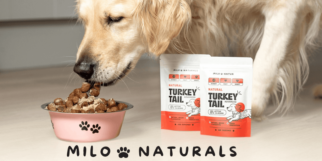 Matthew, founder of Milo Naturals, promoting natural Turkey Tail mushroom supplements to improve dog health and immunity.