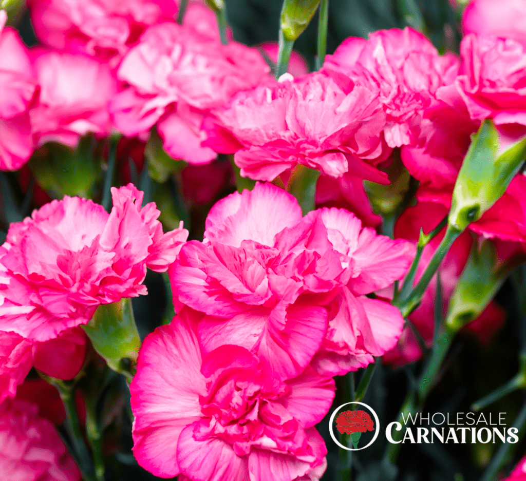 Wholesale carnations 2