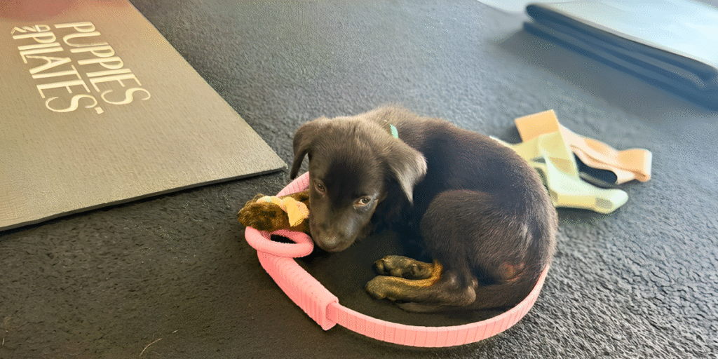 Puppies and pilates is here, and it’s already everything we hoped it would be